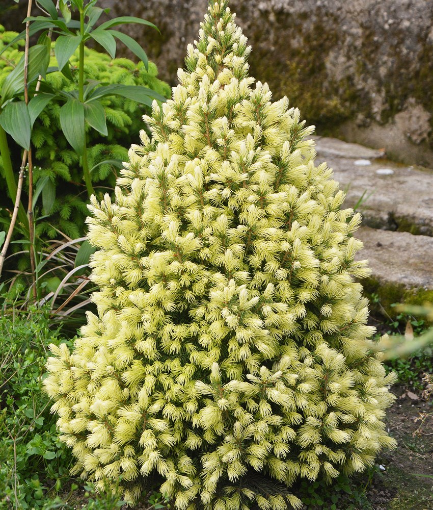 Ель канадская Picea glauca "Daisy's White" : С7,5 h=40-60*