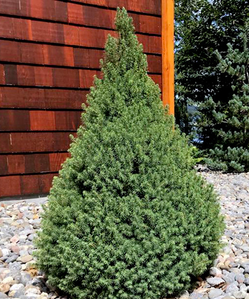 Ель канадская Picea glauca "December" : С7,5, h=60-80*