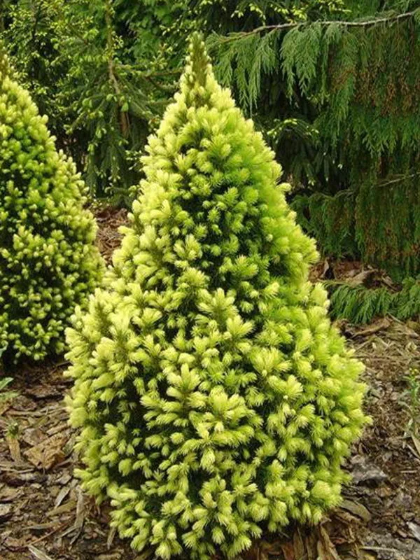 Ель канадская "Рэйнбоуз Энд" Picea glauca "Rainbow`s End"