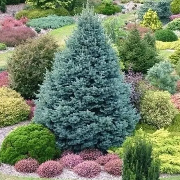 Ель канадская "Сандерс Блю" Picea glauca "Sander 's Blue"