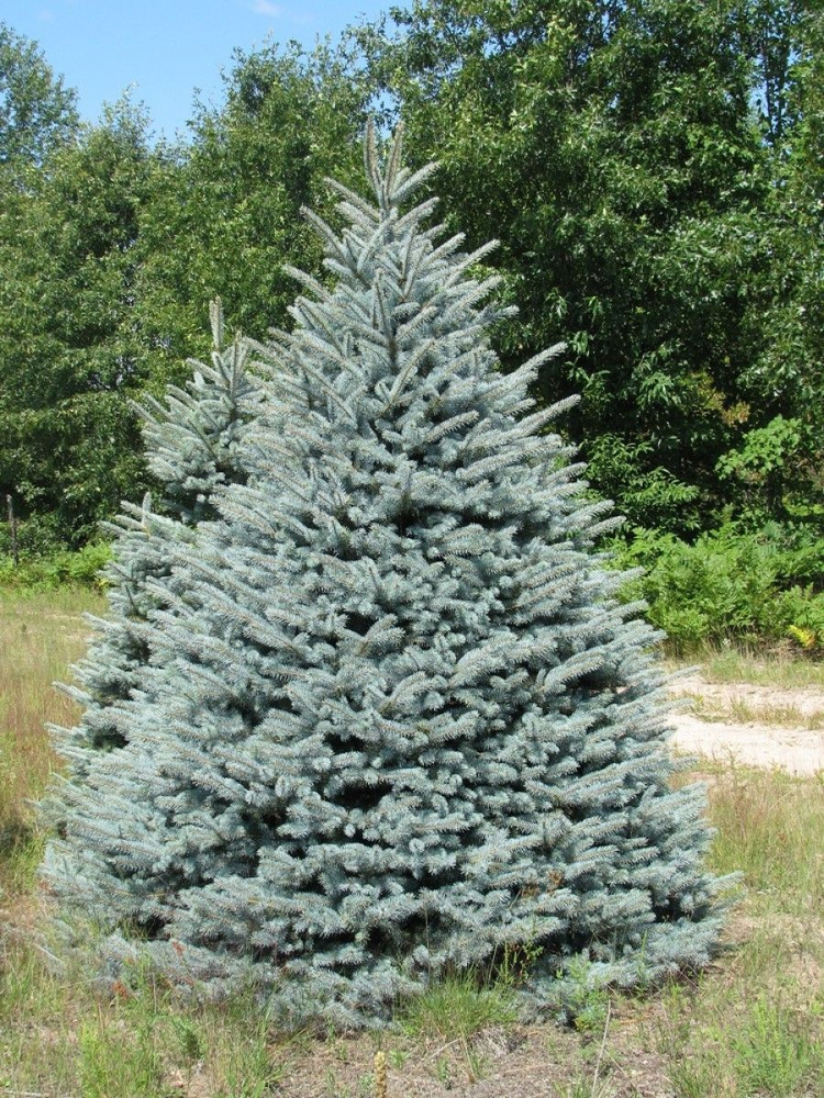 Ель колючая голубая Picea pungens "Glauca Kaibab" С2/3, h=15-25