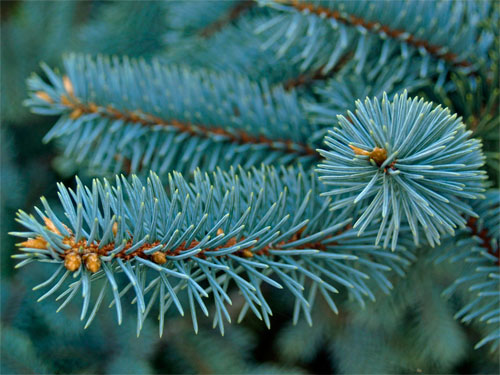 Ель колючая голубая Picea pungens С2/3, h=15-25
