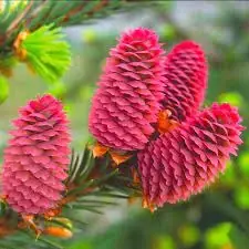 Ель красная Picea rubens С2/3, h=15-25