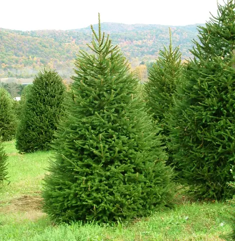 Ель обыкновенная Picea abies (ком+сетка) h=1,0-1,2
