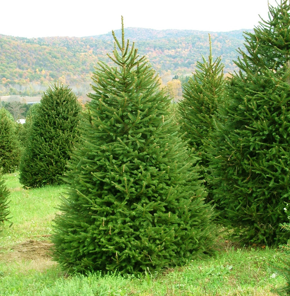 Ель обыкновенная Picea abies (ком+сетка) h=3,0-3,5