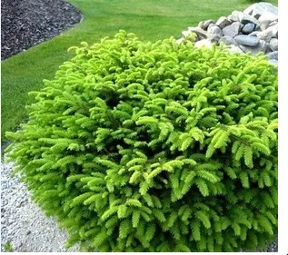 Ель обыкновенная "Литтл Джем" Picea abies "Little Gem"