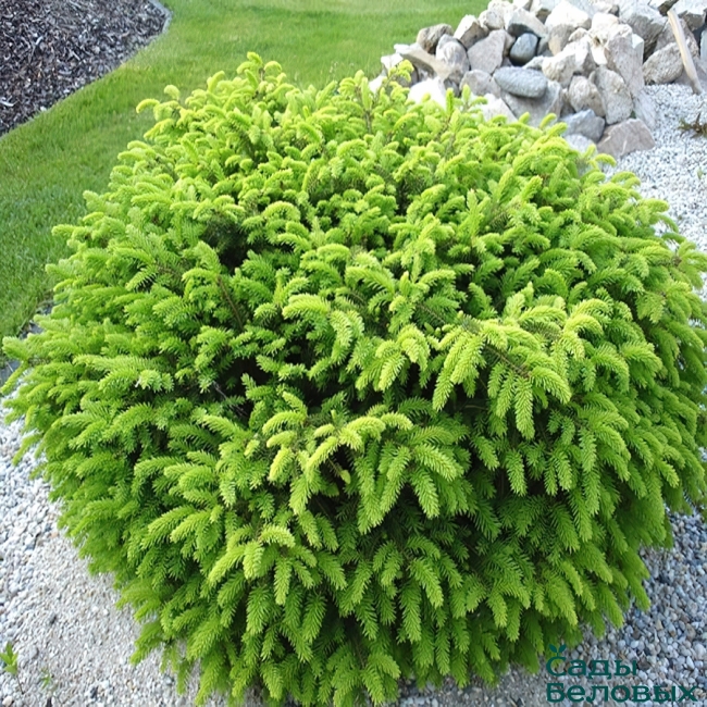 Ель обыкновенная Picea abies "Nidiformis"