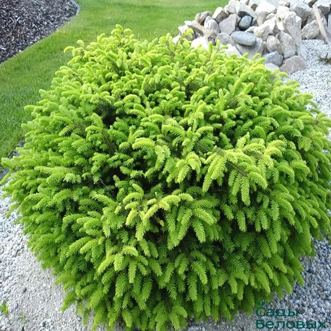 Ель обыкновенная "Нидиформис" Picea abies "Nidiformis"