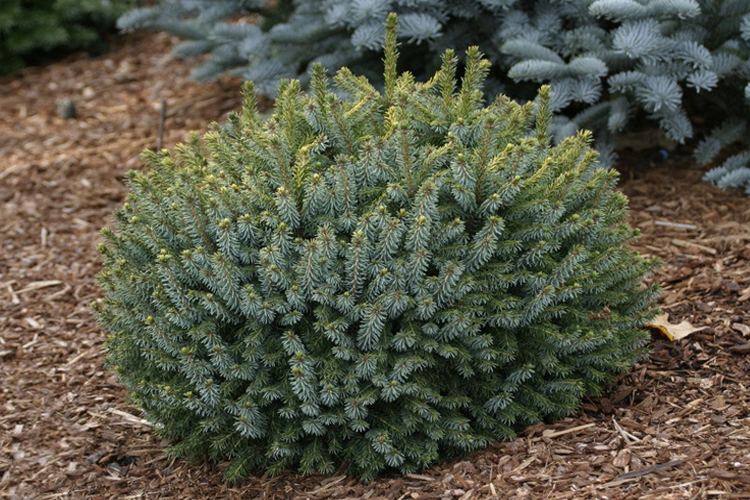 Ель сербская Picea omorika "Karel" : С7,5, h=40-50*