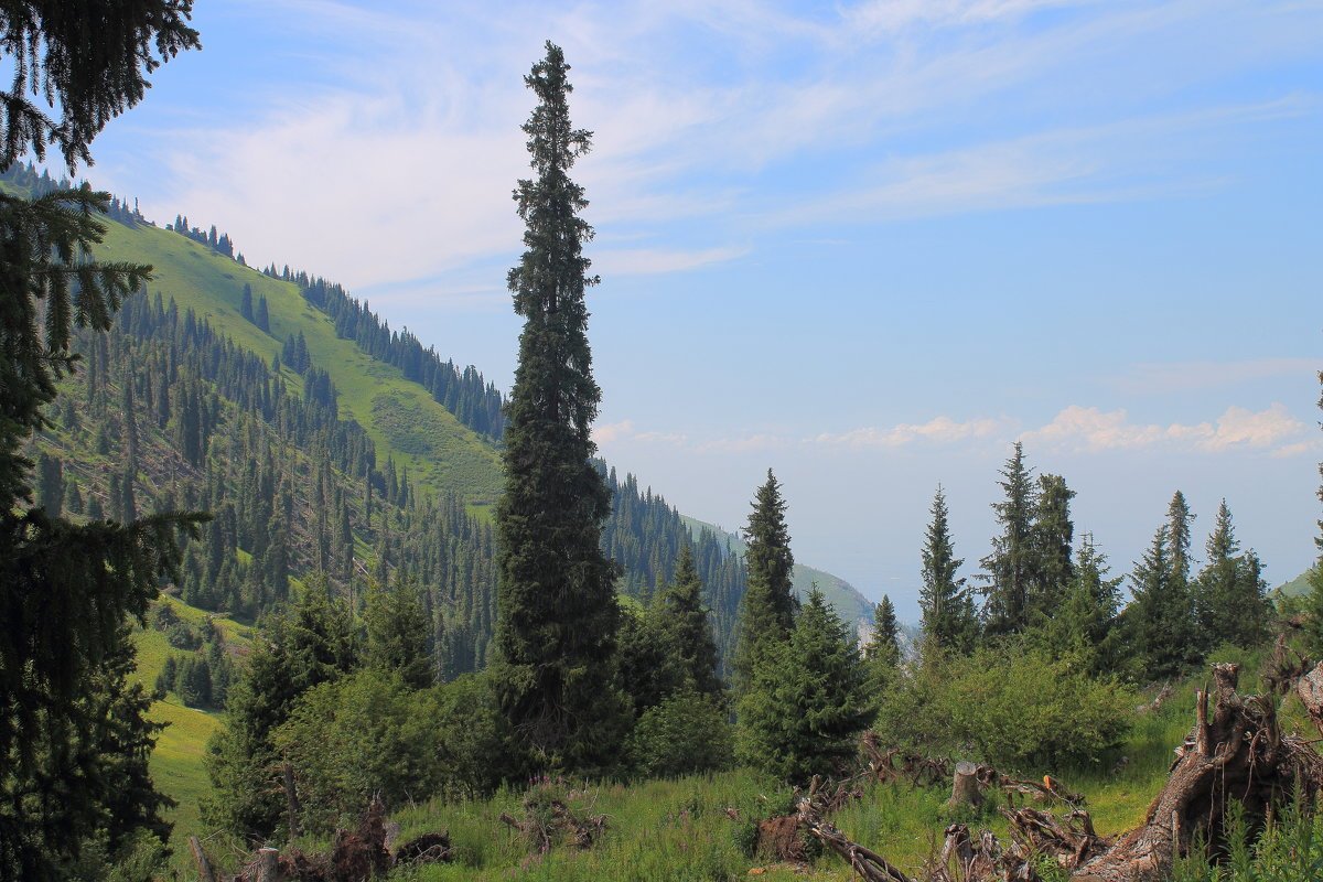 Ель тянь-шаньская Picea thianschanica (schrenkiana V. tianschanica) С7,5, h=15-25