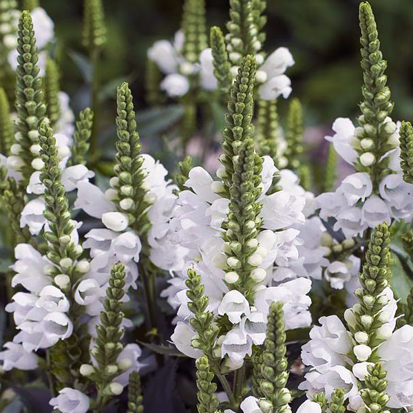 Физостегия виргинская "Альба" Physostegia virginiana "Alba" С2/3