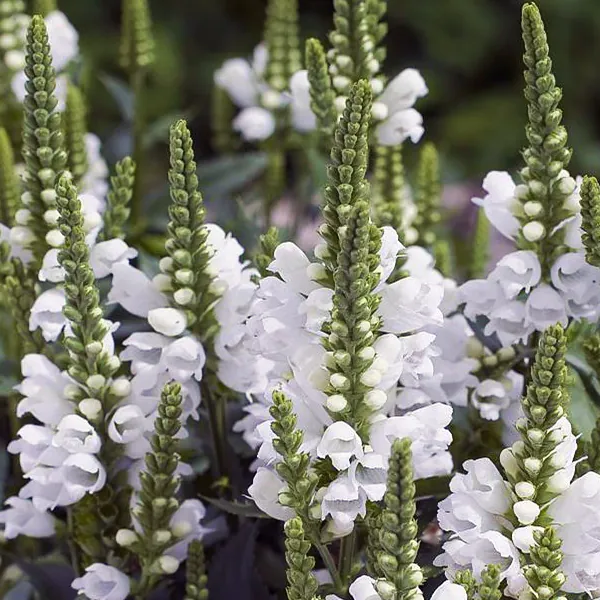 Физостегия виргинская "Альба" Physostegia virginiana "Alba"