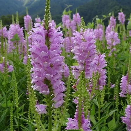 Физостегия виргинская "Розеа" Physostegia virginiana "Rosea"