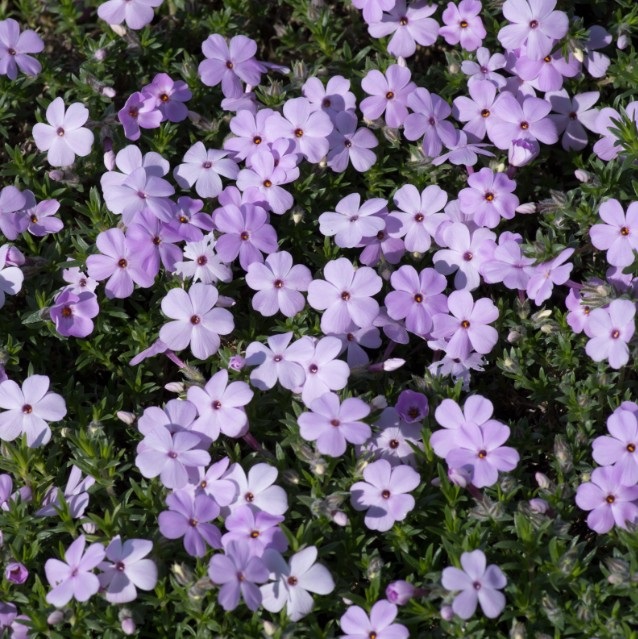 Флокс Дугласа «Лилак Клауд» Phlox Douglasii "Lilac Cloud" С2/3