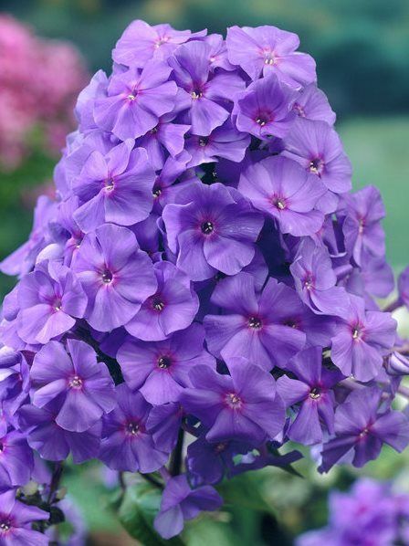 Флокс метельчатый "Аметист" Phlox paniculata "Amethyst" С2/3