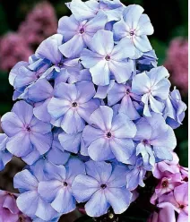 Флокс метельчатый "Блю Бой" Phlox paniculata "Blue Boy"