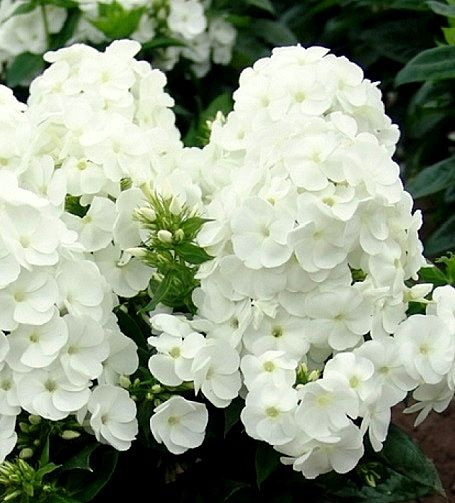 Флокс метельчатый "Давид" Phlox paniculata " David" С2/3