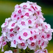 Флокс метельчатый "Кирмеслендер" Phlox paniculata "Kirmesländler"
