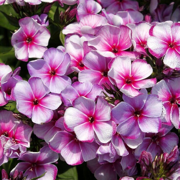 Флокс метельчатый "Неон Флэр" Phlox paniculata "Neon Flare" С2/3