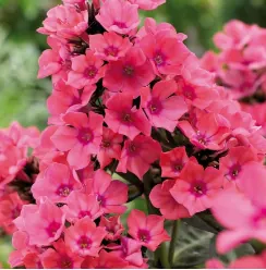 Флокс метельчатый "Виндзор" Phlox paniculata " Windsor"