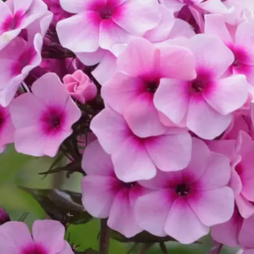 Флокс метельчатый "Всемил" Phlox paniculata "Vsemil"