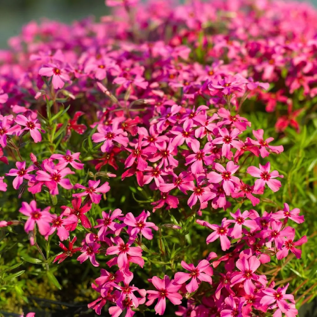 Флокс шиловидный "Скарлет Флейм" Phlox subulata "Scarlet Flame"