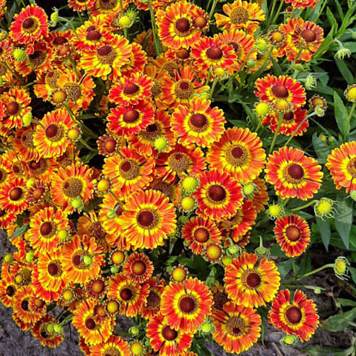 Гелениум "Фуего" Helenium "Fuego" С2/3
