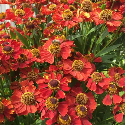 Гелениум "Ранчера" Helenium "Ranchera"