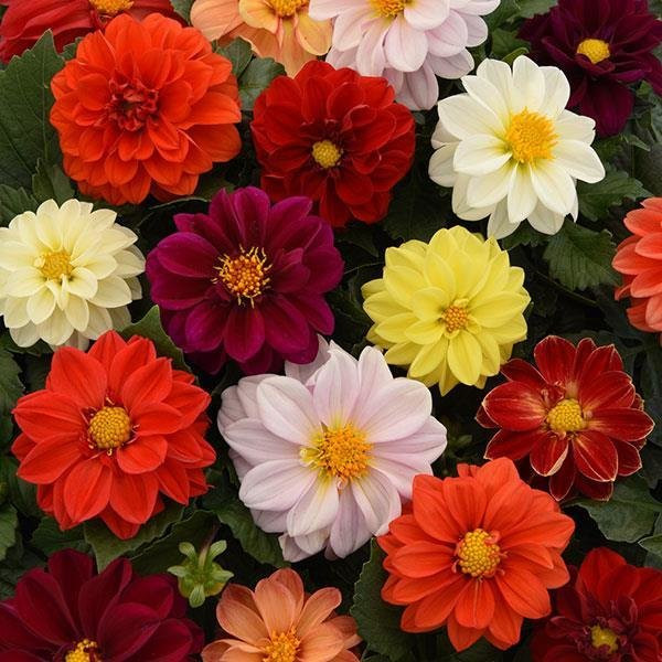 Георгина гибридная "Фигаро Микс" Dahlia x hybrida "Figaro Mix"