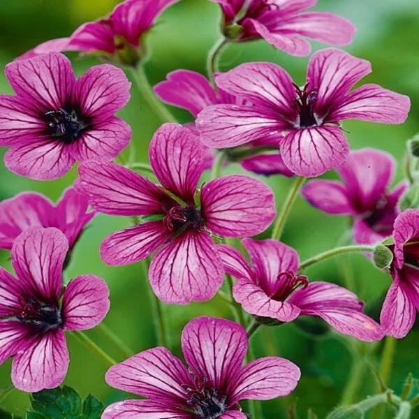 Герань гибридная "Сью Круг" Geranium hybride "Sue Crug"