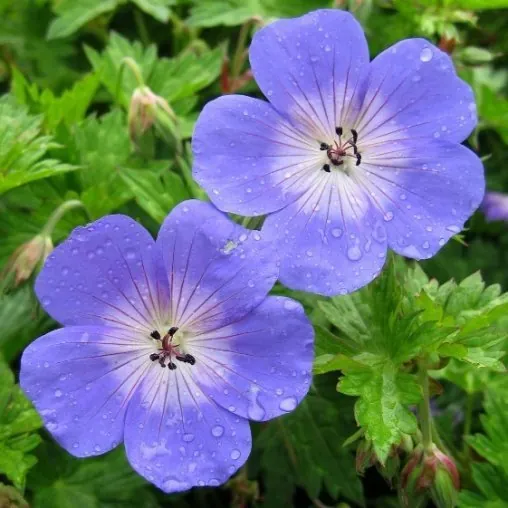Герань гималайская "Бэйби Блю" Geranium himalayense "Baby Blue"