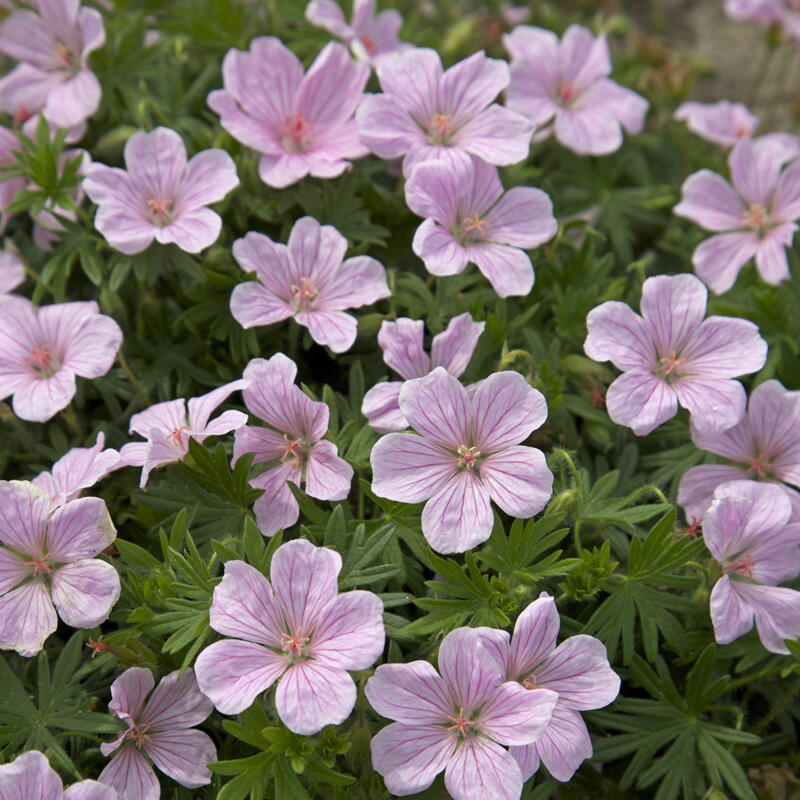 Герань кроваво-красная "Визион Пинк" Geranium sanguineum "Vision Pink" Р9