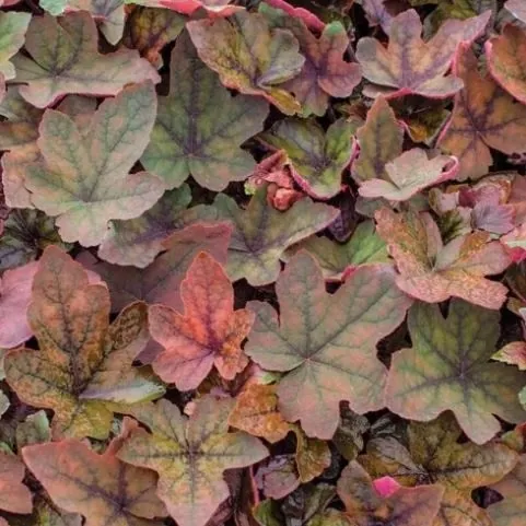Гейхера гибридная "Арт Деко" Heuchera hybrid "Art Deco"