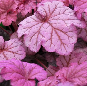 Гейхера гибридная "Берри Смузи" Heuchera hybrid "Berry Smoothie"