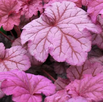 Гейхера гибридная "Берри Смузи" Heuchera hybrid "Berry Smoothie" Р9
