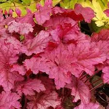 Гейхера гибридная "Берри Смузи" Heuchera hybridа "Berry Smoothie"