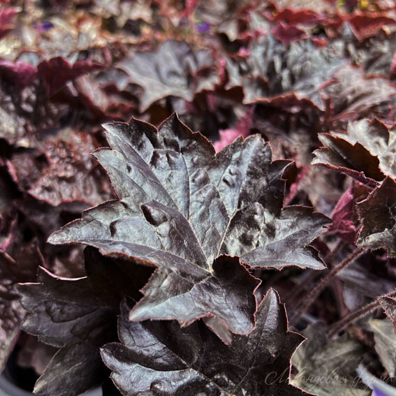 Гейхера гибридная "Блэкаут" Heuchera hybrid "Blackout" С2/3