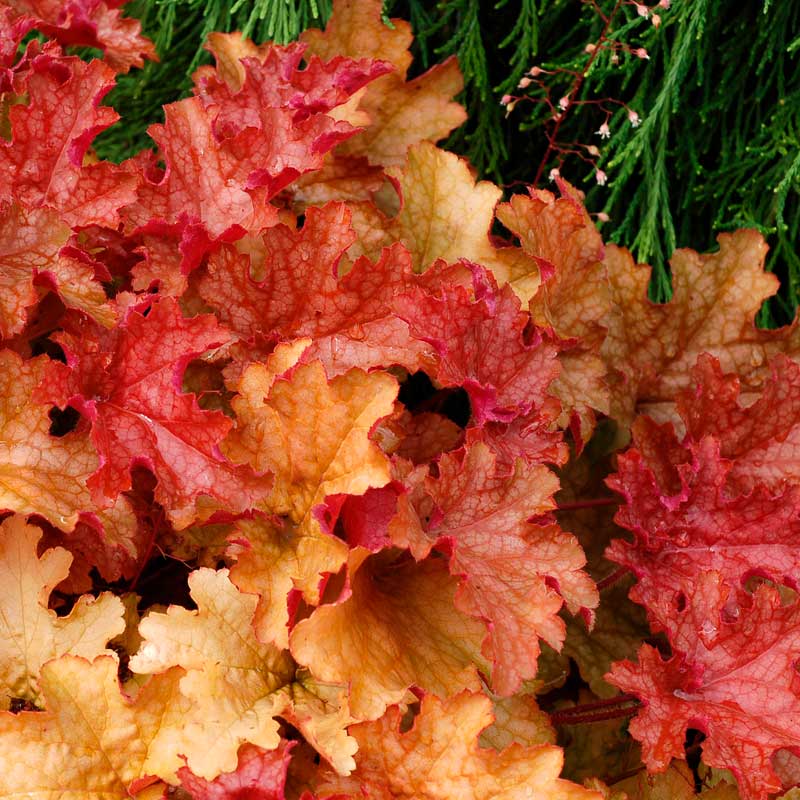 Гейхера гибридная "Джинджер Пич" Heuchera hybrid "Ginger Peach" С2/3