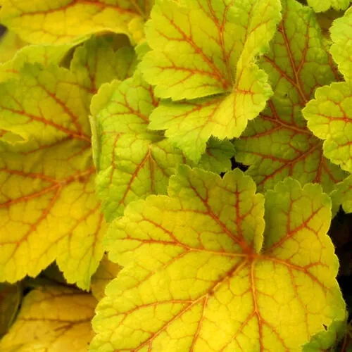 Гейхера гибридная "Электра" Heuchera hybrid "Electra"