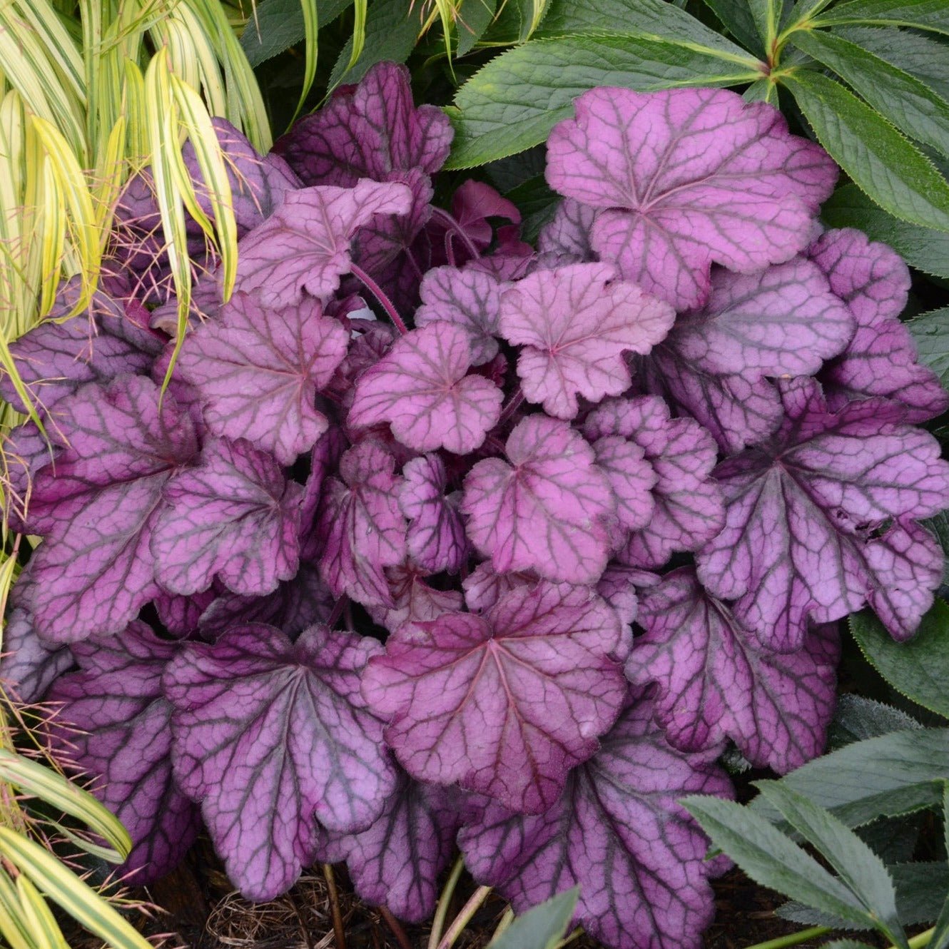 Гейхера гибридная "Фростед Вайолет" Heuchera hybrid "Frosted Violet" С2/3