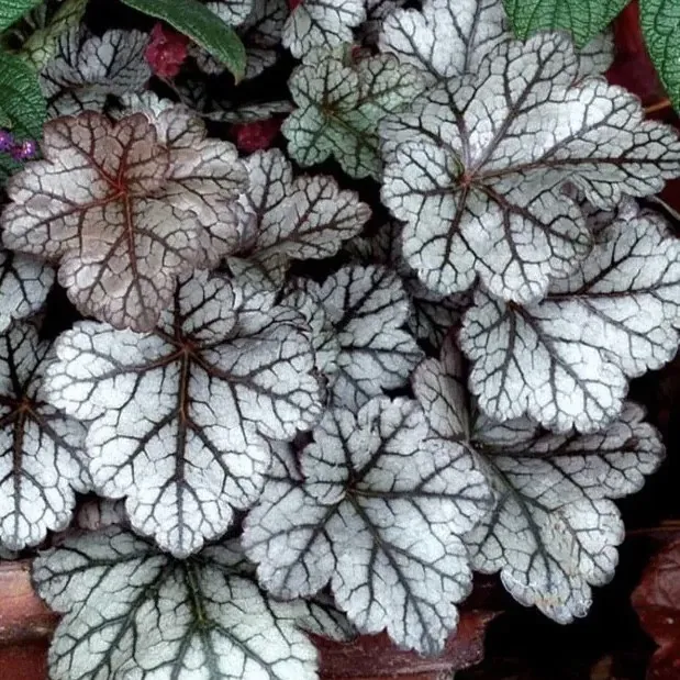 Гейхера гибридная "Глиттер" Heuchera hybrid "Glitter"