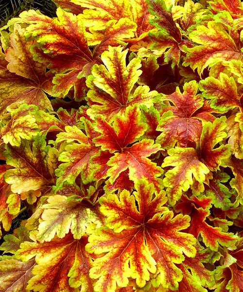 Гейхера гибридная "Голден Зебра"Heuchera hybrid "Golden Zebra"