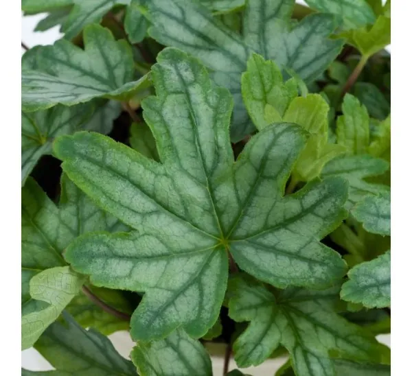 Гейхера гибридная «Кирелла Фреш Грин» Heuchera hybrid "Kirella Fresh Green"
