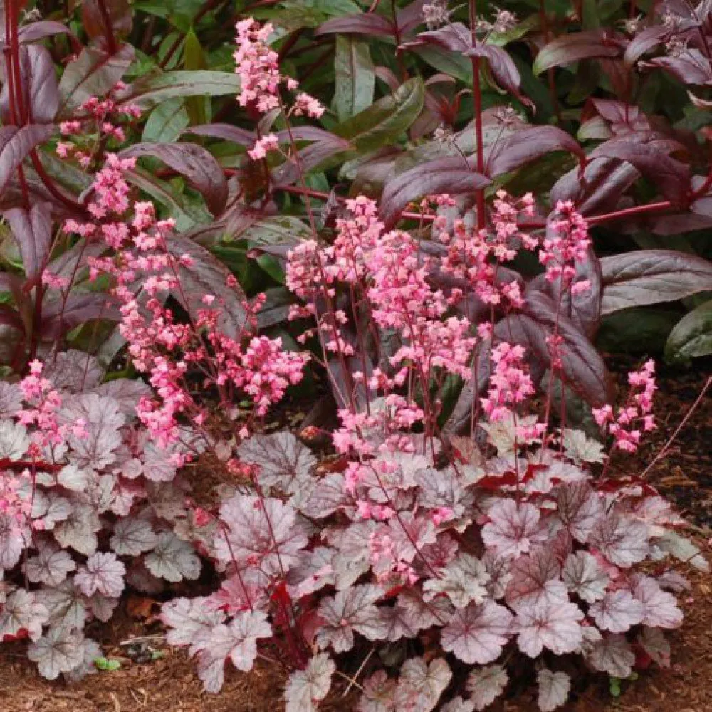 Гейхера гибридная "Милан"Heuchera hybrid "Milan"