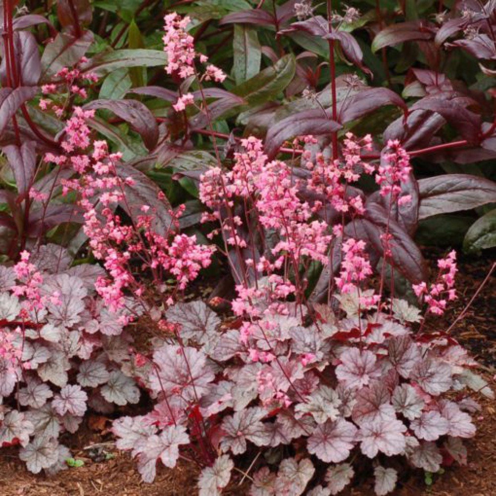 Гейхера гибридная "Милан"Heuchera hybrid "Milan" Р9
