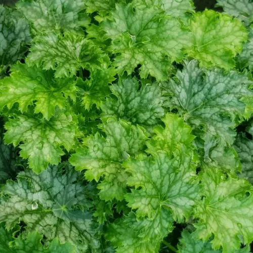 Гейхера гибридная "Пиа Крисп" Heuchera hybrid "Pear Crisp"