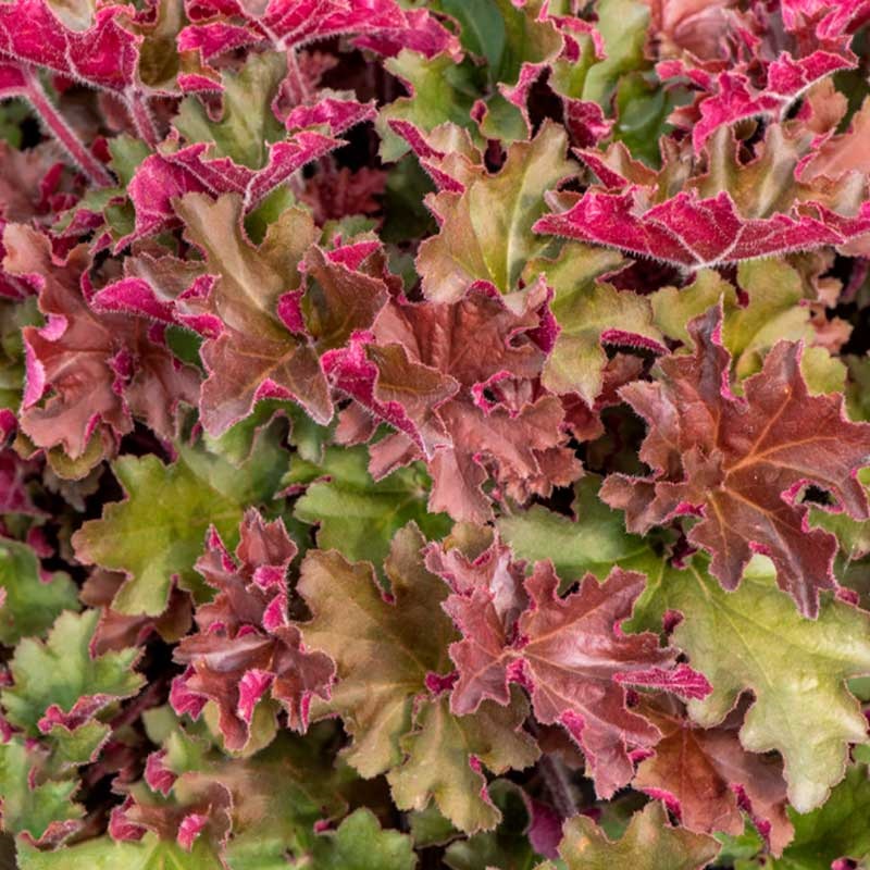 Гейхера гибридная "Рекс Ред" Heuchera hybrid "Rex Red" С2/3