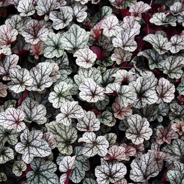 Гейхера гибридная "Сильвер Скролл" Heuchera hybrid "Silver Scrolls"
