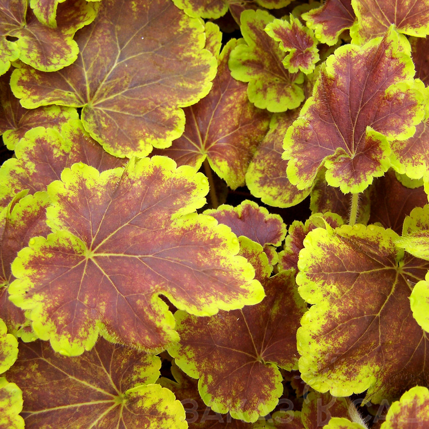 Гейхера гибридная "Солар Эклипс" Heuchera hybrid "Solar eclipse" С2/3