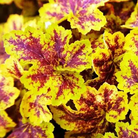 Гейхера гибридная "Солар Пауэр" Heuchera hybrid "Solar Power" Р9